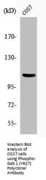 Phospho-GAB1 (Y627) Antibody