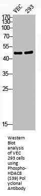 Phospho-HDAC8 (S39) Antibody
