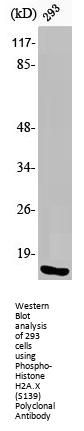 Phospho-Histone H2A.X (S139) Antibody