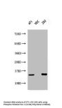Phospho-Histone H2A.X (S139) Antibody