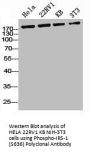 Phospho-IRS1 (S636) Antibody