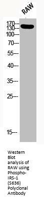 Phospho-IRS1 (S636) Antibody