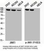 Phospho-JAK1 (Y1022) Antibody