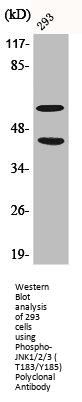 Phospho-MAPK8/MAPK9/MAPK10 (T183/Y185) Antibody