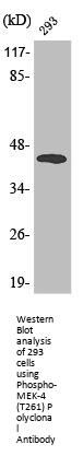 Phospho-MAP2K4 (T261) Antibody