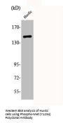 Phospho-MET (Y1234) Antibody