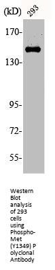 Phospho-MET (Y1349) Antibody