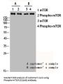 Phospho-MTOR (S2448) Antibody