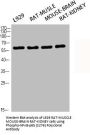 Phospho-RELA (S276) Antibody