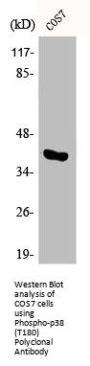 Phospho-MAPK14 (T180) Antibody