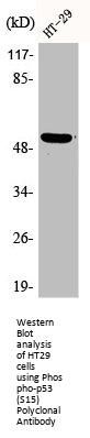 Phospho-TP53 (S15) Antibody