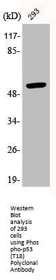 Phospho-TP53 (T18) Antibody