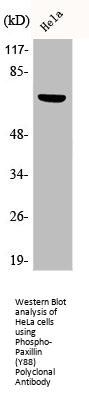 Phospho-PXN (Y88) Antibody