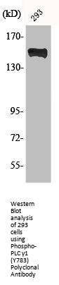 Phospho-PLCG1 (Y783) Antibody