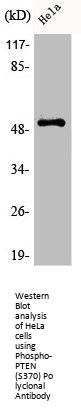 Phospho-PTEN (S370) Antibody