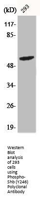 Phospho-Shb (Y246) Polyclonal Antibody
