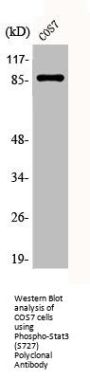 Phospho-STAT3 (S727) Antibody