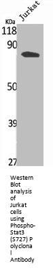 Phospho-STAT3 (S727) Antibody