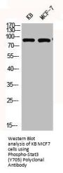 Phospho-STAT3 (Y705) Antibody
