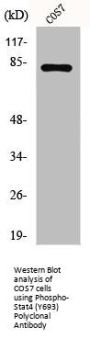 Phospho-Stat4 (Y693) Polyclonal Antibody