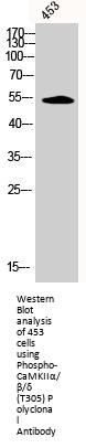 Phospho-CAMK2A/CAMK2B/CAMK2D (T305) Antibody