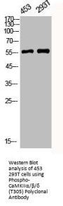 Phospho-CAMK2A/CAMK2B/CAMK2D (T305) Antibody