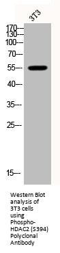Phospho-HDAC2 (S394) Antibody