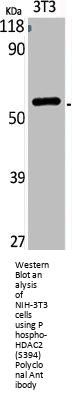 Phospho-HDAC2 (S394) Antibody