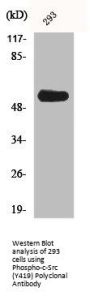 Phospho-SRC (Y419) Antibody