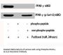 Phospho-PPARG (S112) Antibody