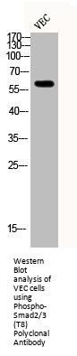 Phospho-SMAD2/SMAD3 (T8) Antibody