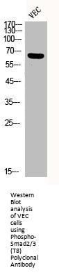 Phospho-SMAD2/SMAD3 (T8) Antibody