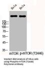 Phospho-MTOR (T2446) Antibody