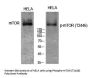Phospho-MTOR (T2446) Antibody