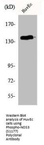 Phospho-NOS3 (S1177) Antibody