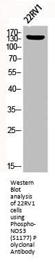 Phospho-NOS3 (S1177) Antibody
