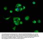 RPL11 Antibody