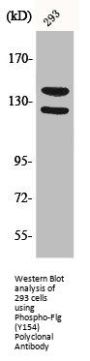 Phospho-FGFR1 (Y154) Antibody