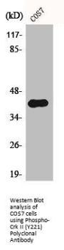 Phospho-CRK (Y221) Antibody