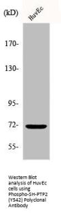 Phospho-PTPN11 (Y542) Antibody