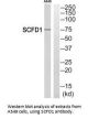 SCFD1 Antibody