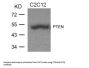 PTEN (Ab-370) Antibody