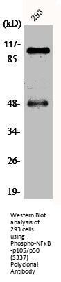 Phospho-NFKB1 (S337) Antibody