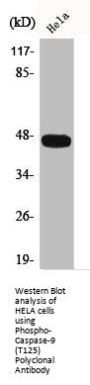 Phospho-CASP9 (T125) Antibody