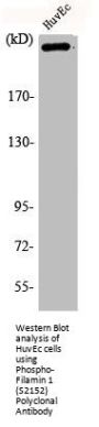 Phospho-FLNA (S2152) Antibody