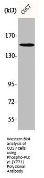 Phospho-PLCG1 (Y771) Antibody
