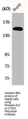 Phospho-PLCG2 (Y753) Antibody