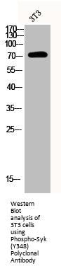 Phospho-SYK (Y348) Antibody