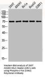 Phospho-FOS (S362) Antibody