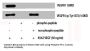 Phospho-FLT1 (Y1333) Antibody
